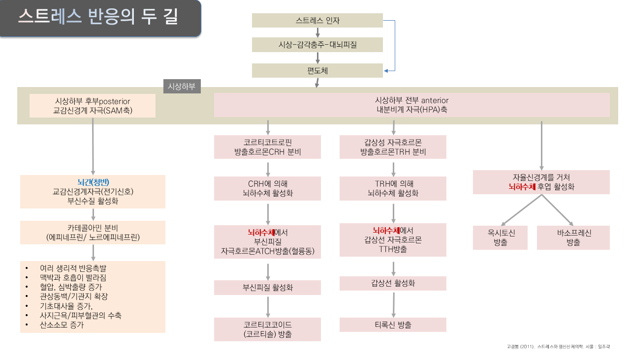 스트레스 반응의 두길 .png