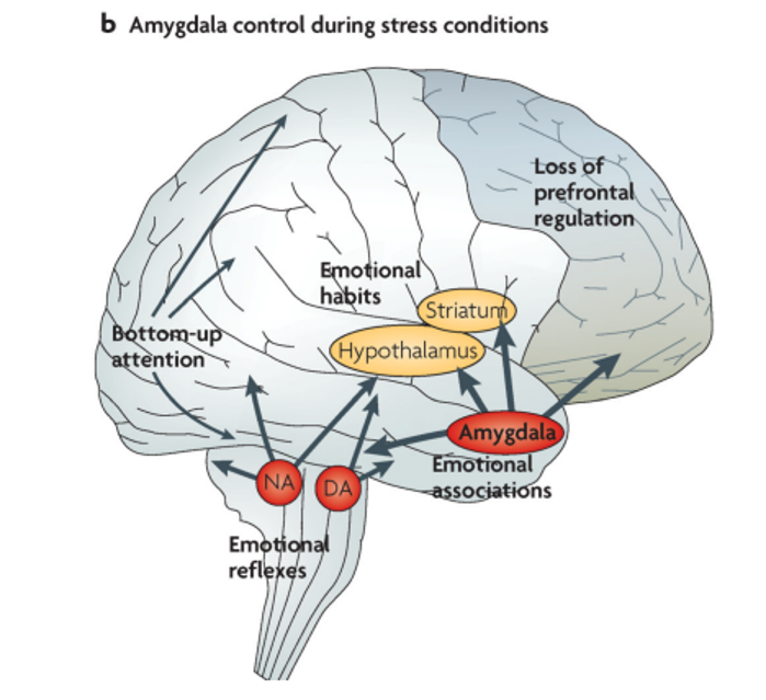 감정의 뇌_편도체.png