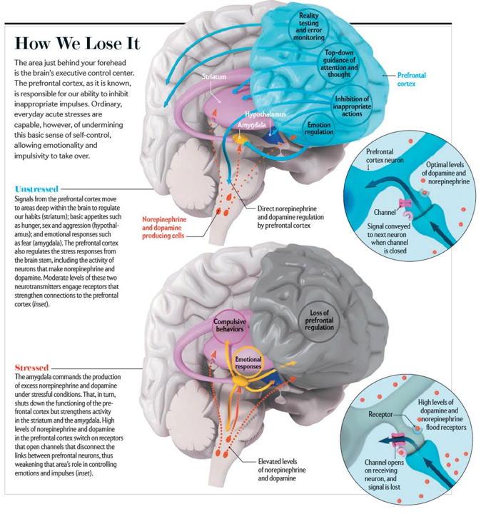 스트레스 조절과정.png