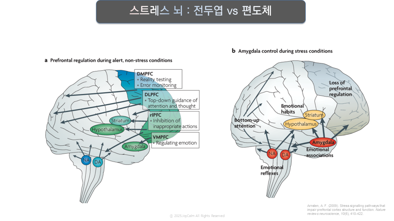 평온한 뇌 감정의뇌 .png