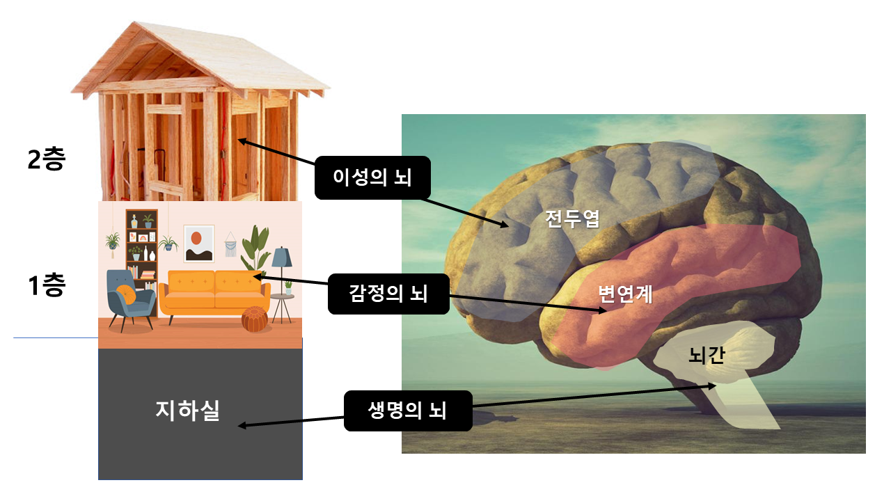 뇌의 3층구조.png