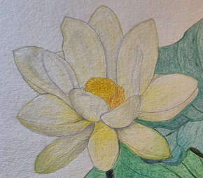 연꽃 그림 최최종.png