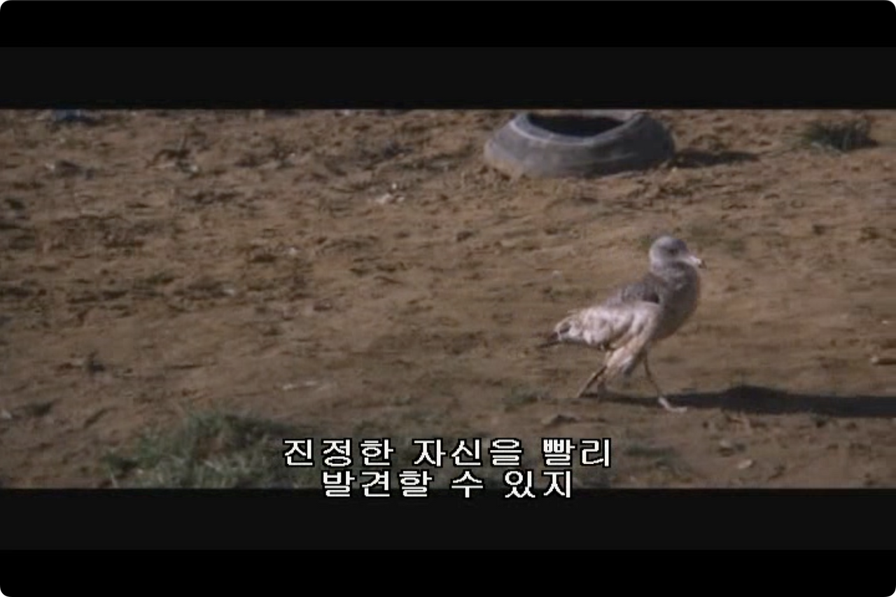 갈매기의 꿈.mp4 - 01.21.18.533.png