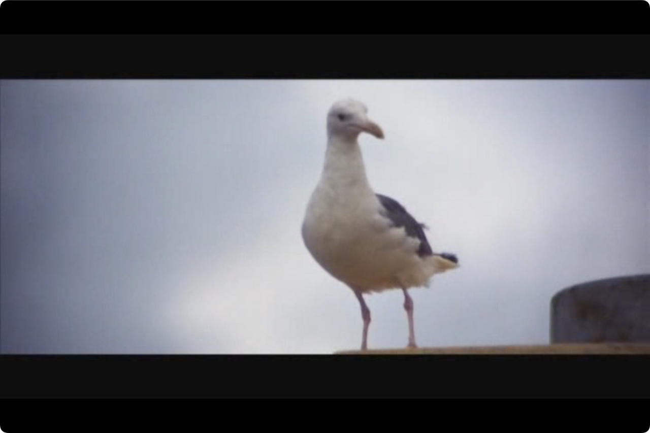 갈매기의 꿈.mp4 - 00.17.35.099.png