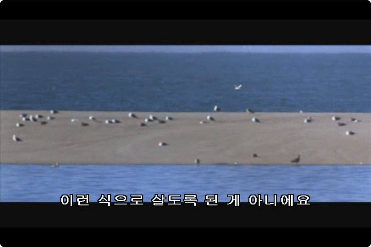 갈매기의 꿈.mp4 - 00.16.25.366.png