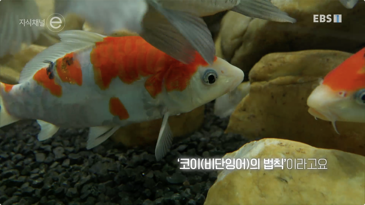지식채널-비단잉어의 꿈.mp4 - 00.48.481.png