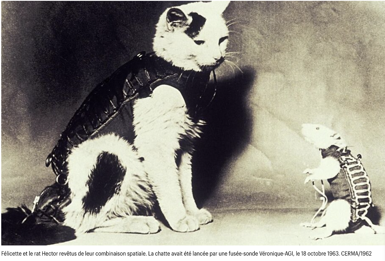 우주복 입은 쥐와 고양이 사진.png