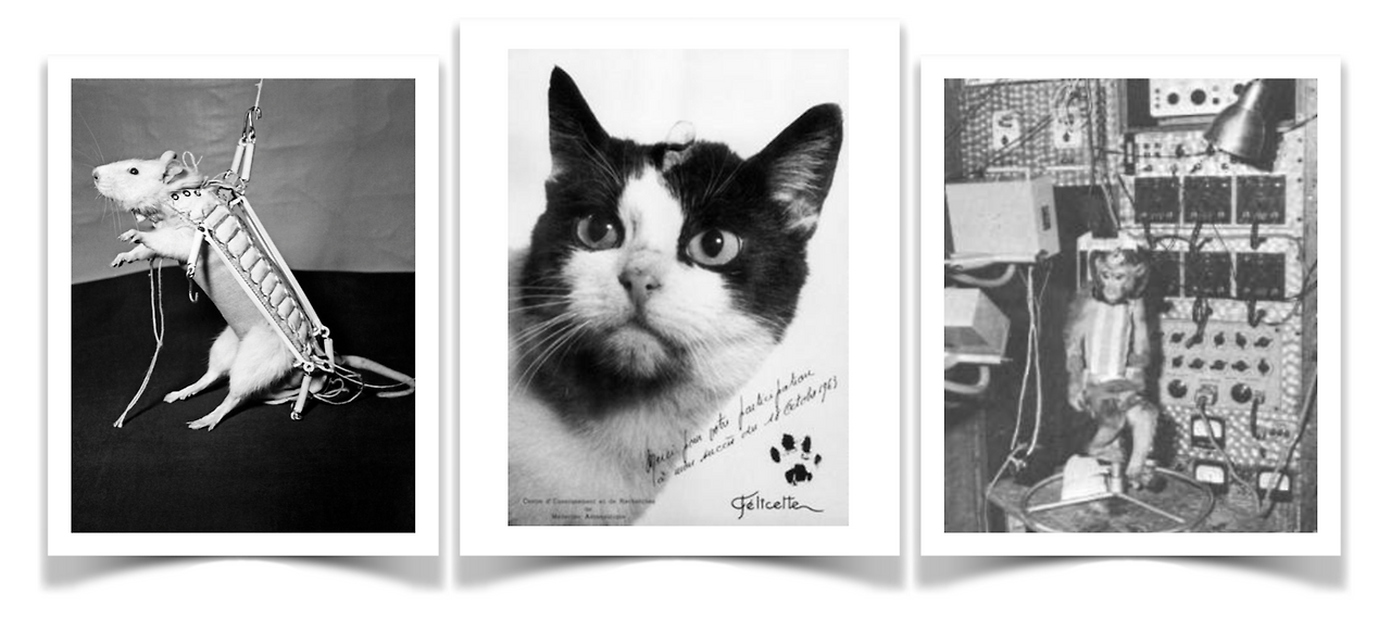 우주비행사 동물 삼총사.png