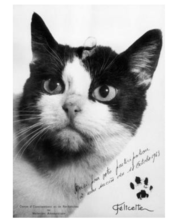 펠리세트 단독 사진.png