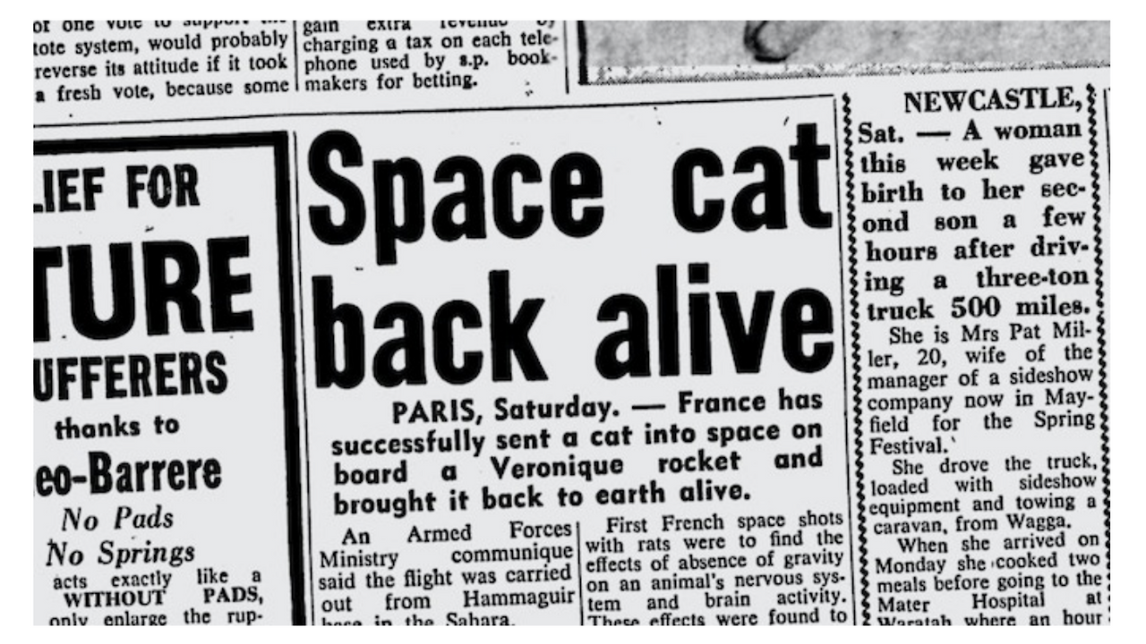우주 고양이 살아서 돌아오다_시드니 모닝 해럴드(1963).png
