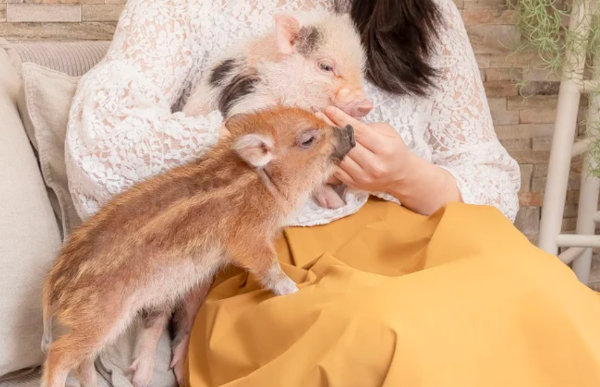 スクリーンショット 2024-10-31 7.18.23.png