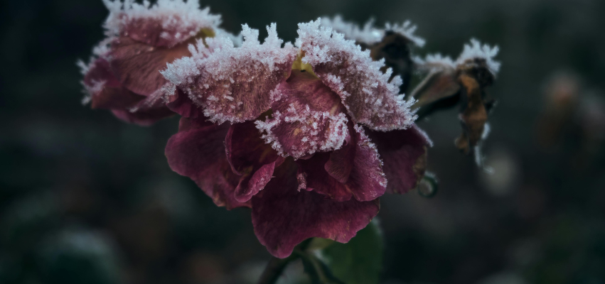 제목 없음 (851 x 400 px) (1).png