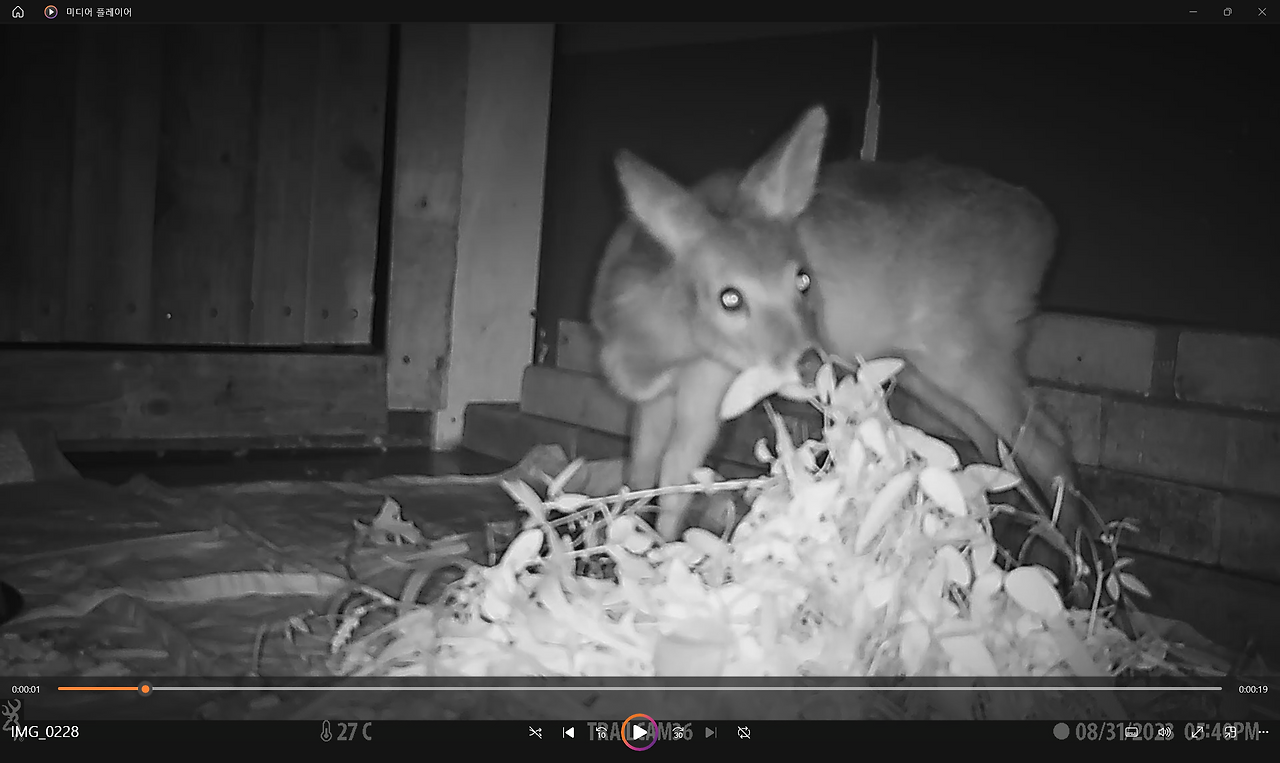 고라니 무인카메라.png