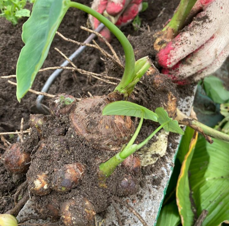 엄마의 텃밭 11.png