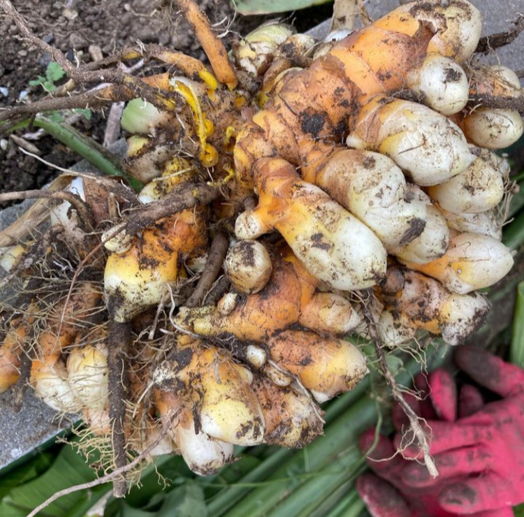 엄마의 텃밭 10.png