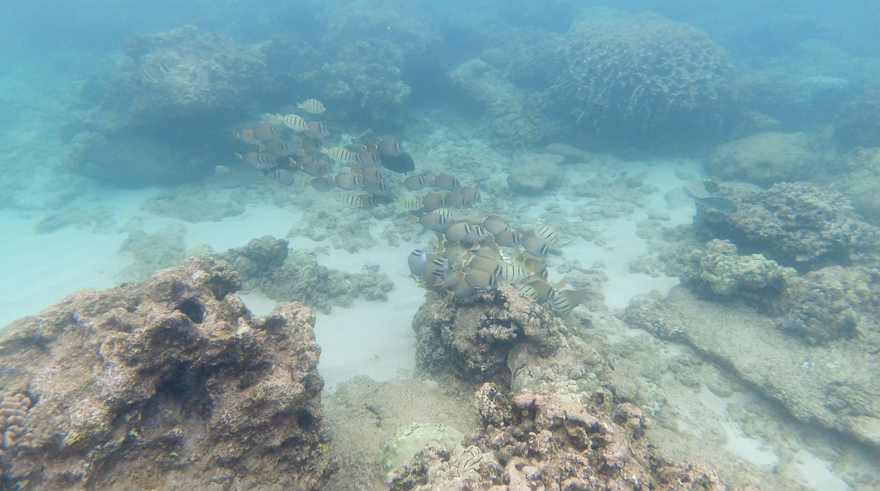 Screenshot 2024-01-06 at 4.27.03 PM.png