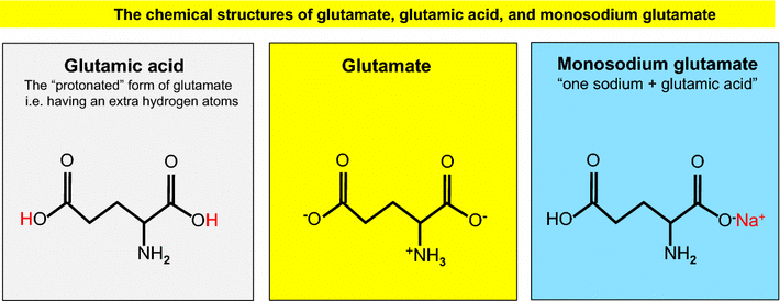 The-chemical-structures-of-glutamate-glutamic-acid-and-monosodium-glutamate-Glutamate.png