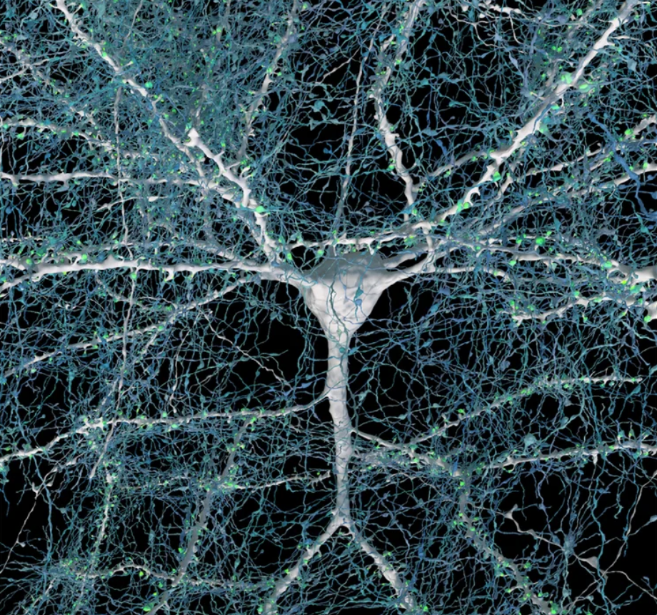 Screenshot 2024-08-29 at 9.15.06 AM.png