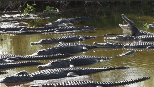 에버글레이즈 악어.png