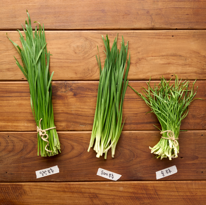부추종류.png