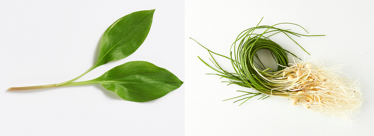 명이나물 달래.png