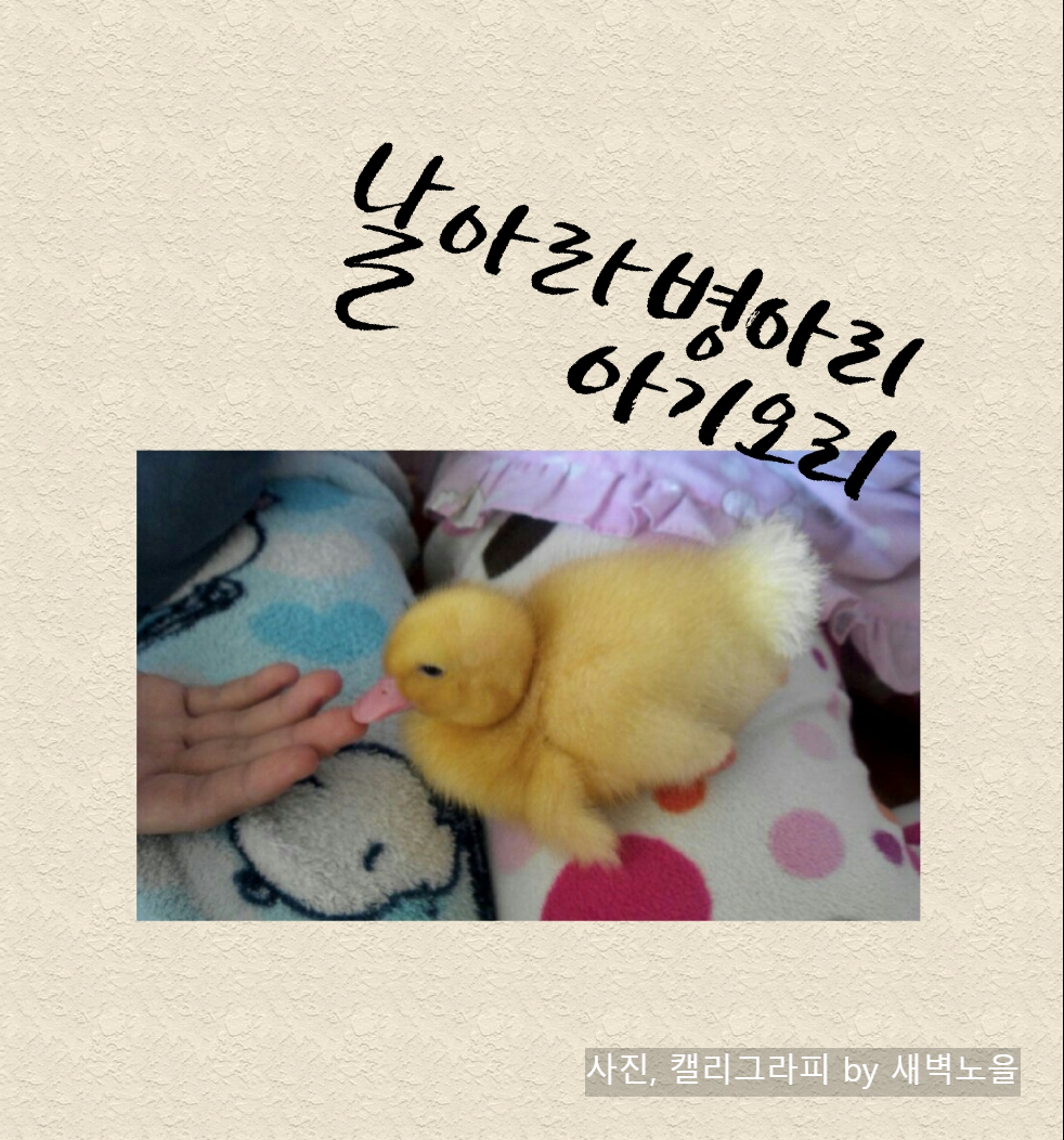 1-1 날아라병아리.png