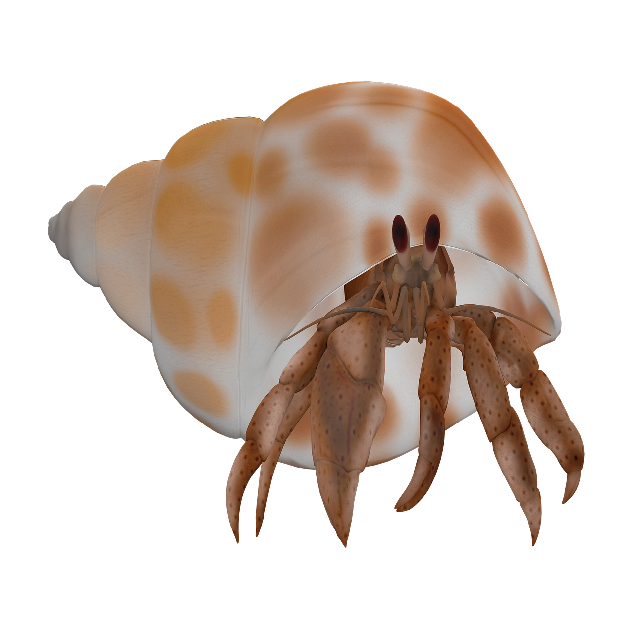 crab-7965361_1280.png