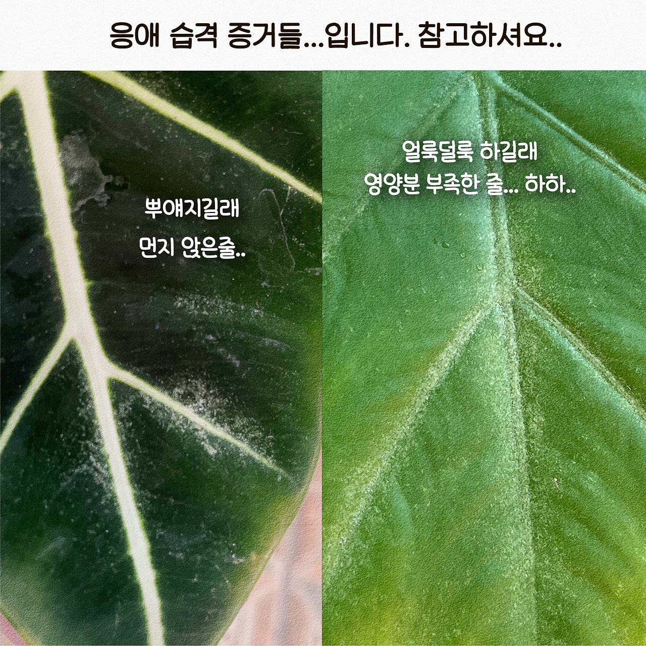 24-초록루팡응애2-3.png