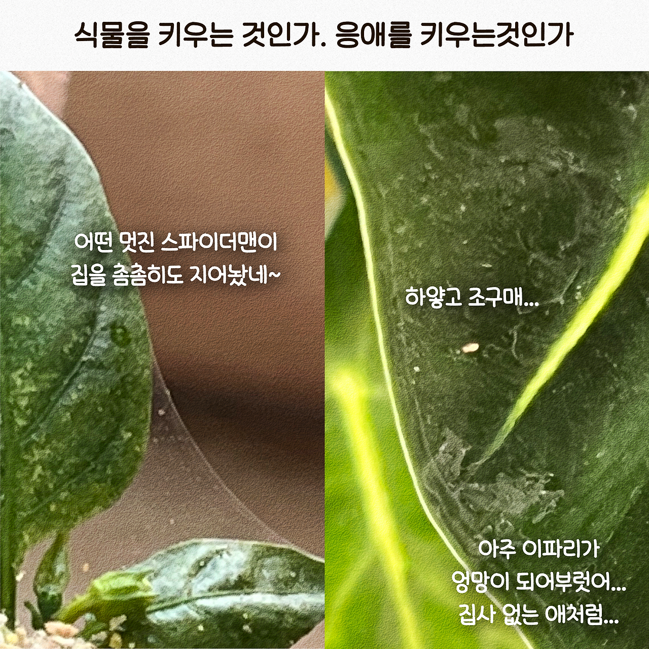 24-초록루팡응애2-4.png