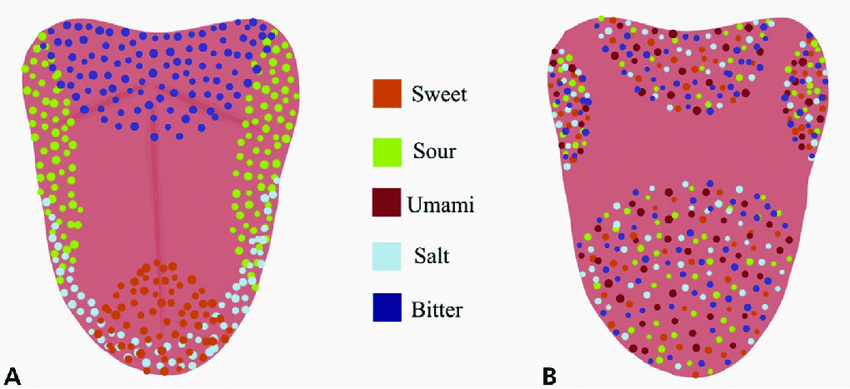 Anatomic-distribution-of-specific-taste-receptors-A-Older-concept-of-concentration-of.png