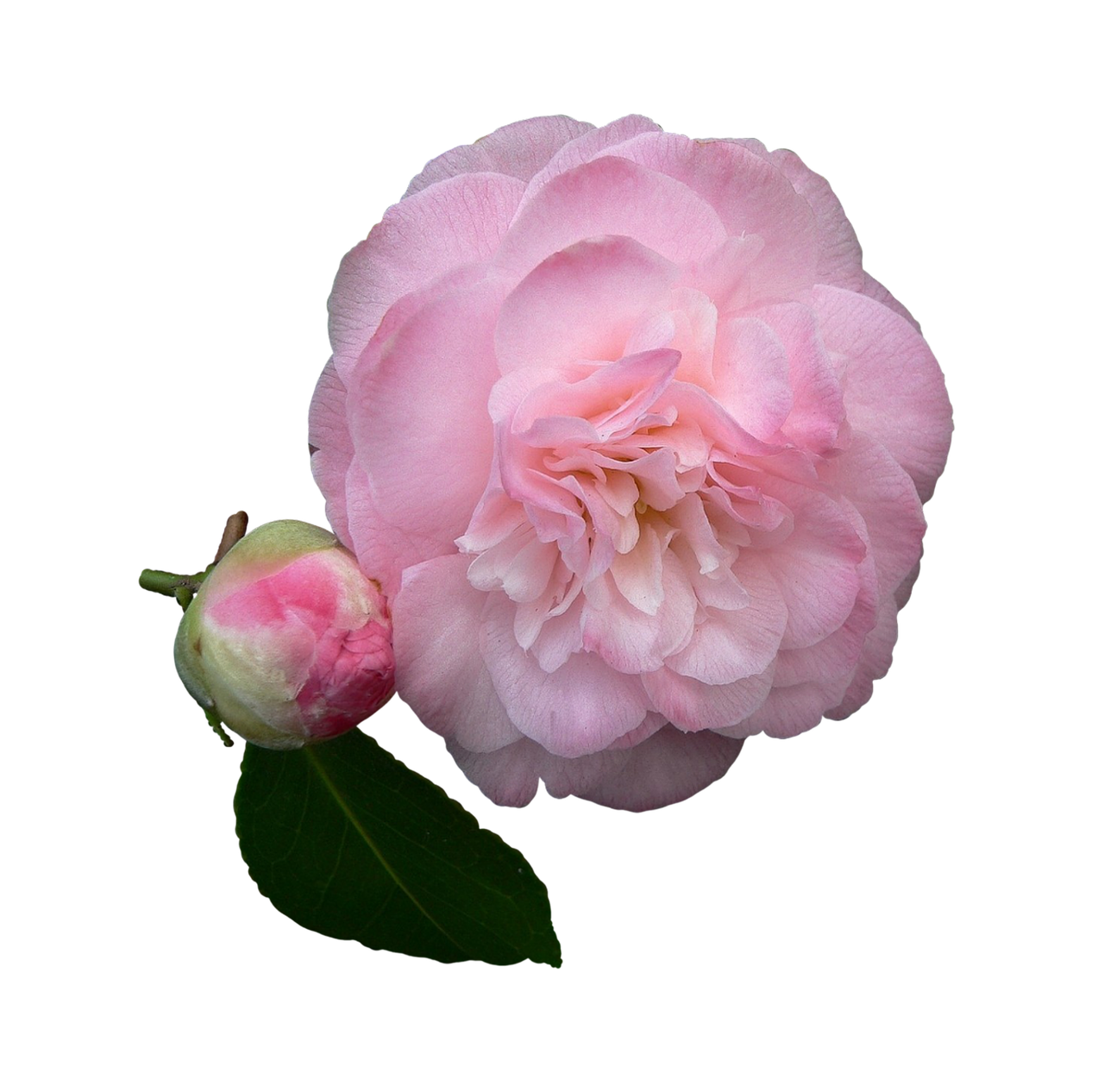 camelia-762209_1280.png