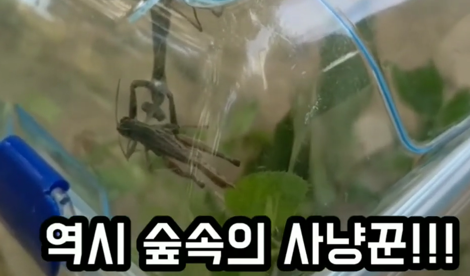 사마귀(메뚜기).png