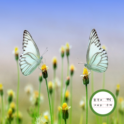 25. 나비, 어른, 그리고 나.png