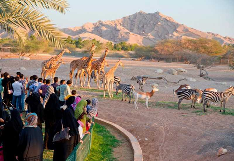 al-ain-zoo_20200626121419.png