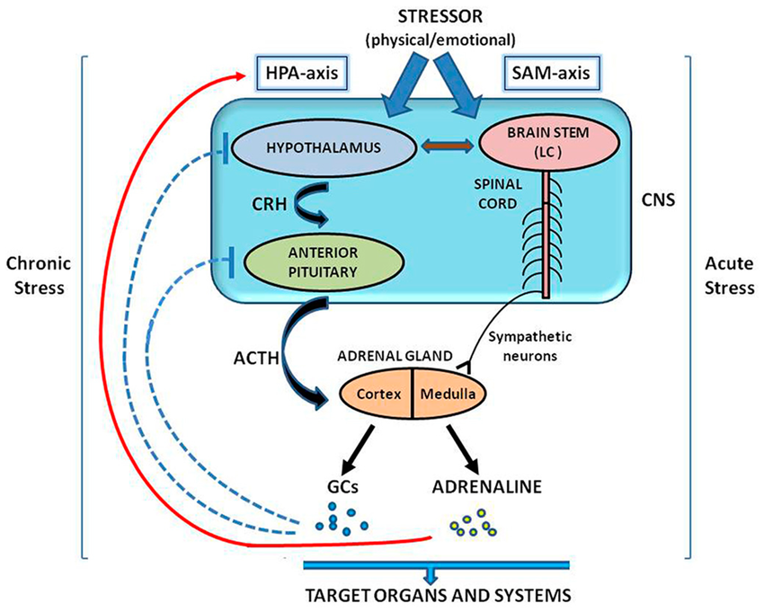Schematic-representation-of-the-actions-of-HPA-and-SAM-axes-in-the-regulation-of-stress.png