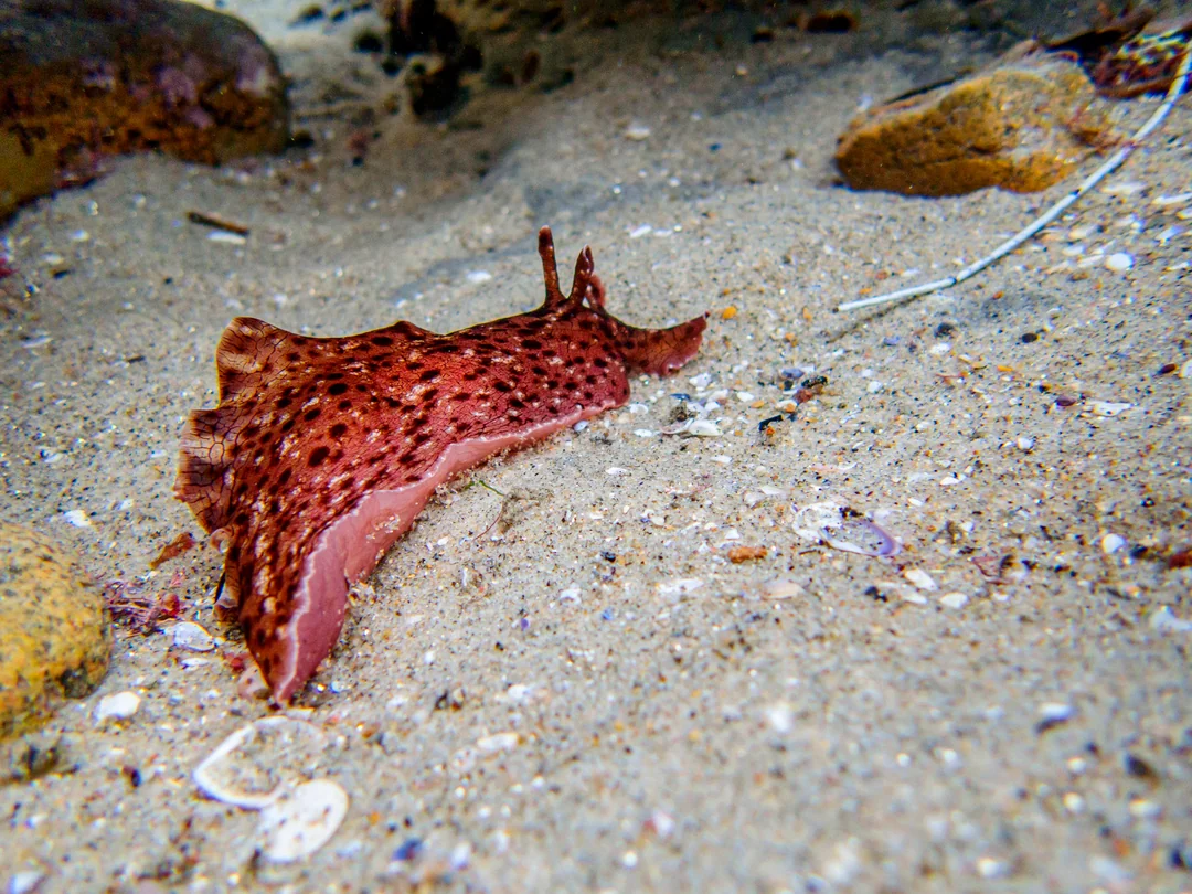 california-sea-hare-aplysia-californica-v0-kwb4ub780hl81.png