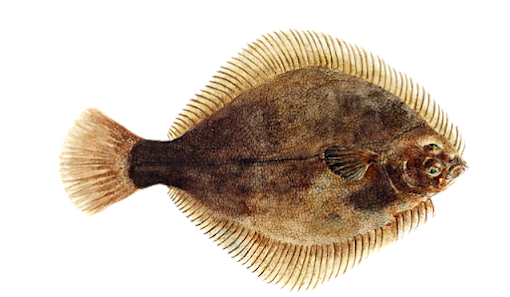 greenback-flounder-6254439_640.png
