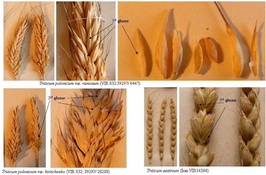 arieties-of-Triticum-polonicum-with-third-glume-Figure-8-Triticum-aestivum-with-third.png