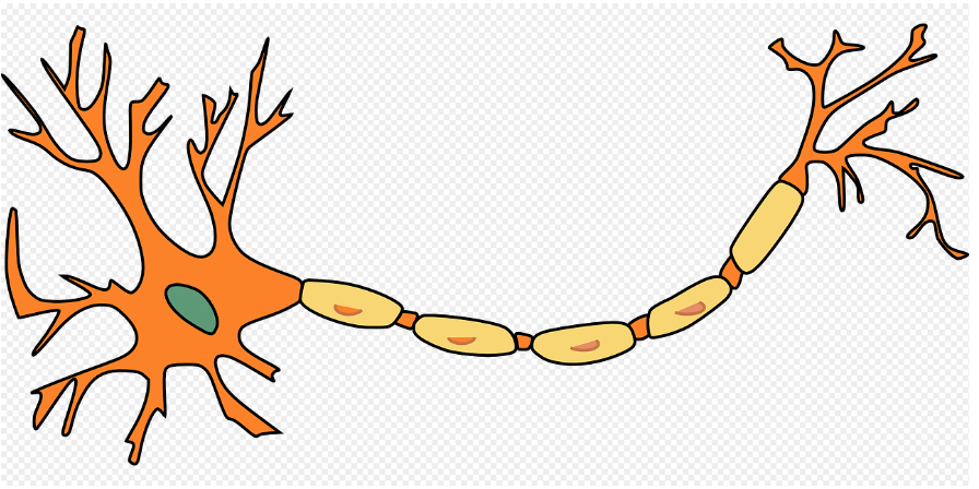 neuron.png