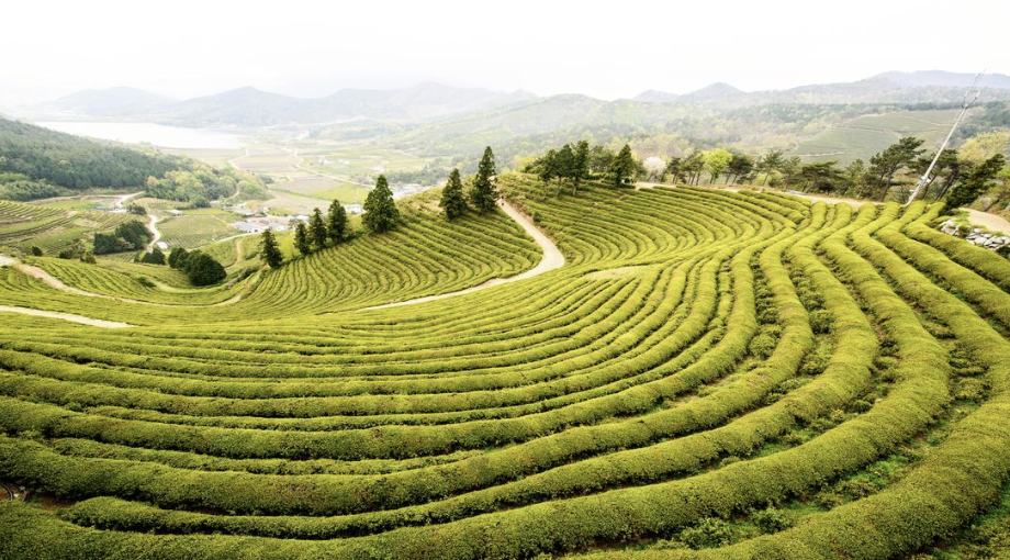 초당동 녹차밭.png