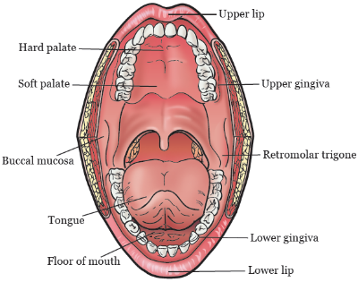 early_stage_oral_cavity_cancer-fig_1-en.png