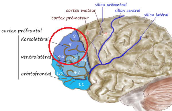 600px-Prefrontal1.png
