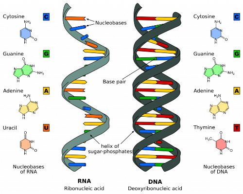 DNA-structure-1024x819.png