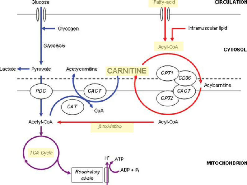 A-schematic-diagram-of-the-metabolic-roles-of-carnitine-in-skeletal-muscle-Carnitines.png