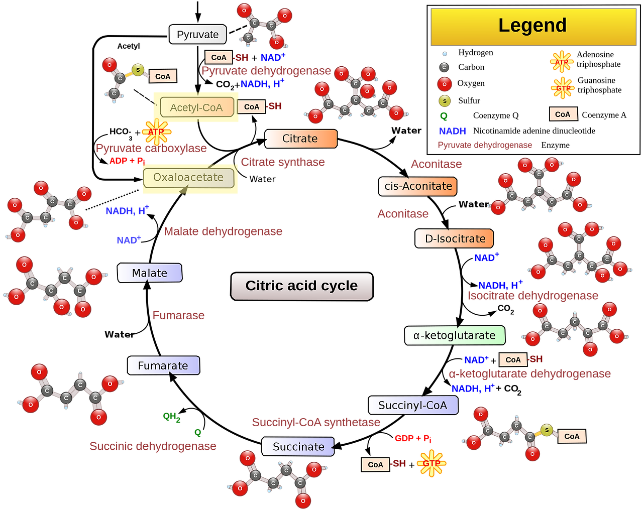 Citric_acid_cycle_with_aconitate_2.svg.png
