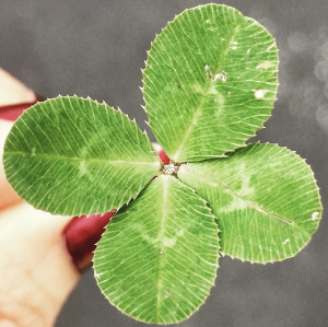 네잎 클로버.png