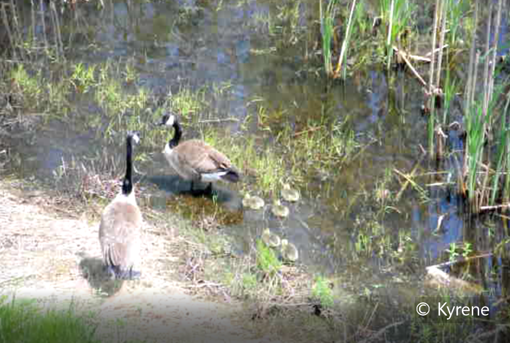 갓 태어난 오리가족-1.png