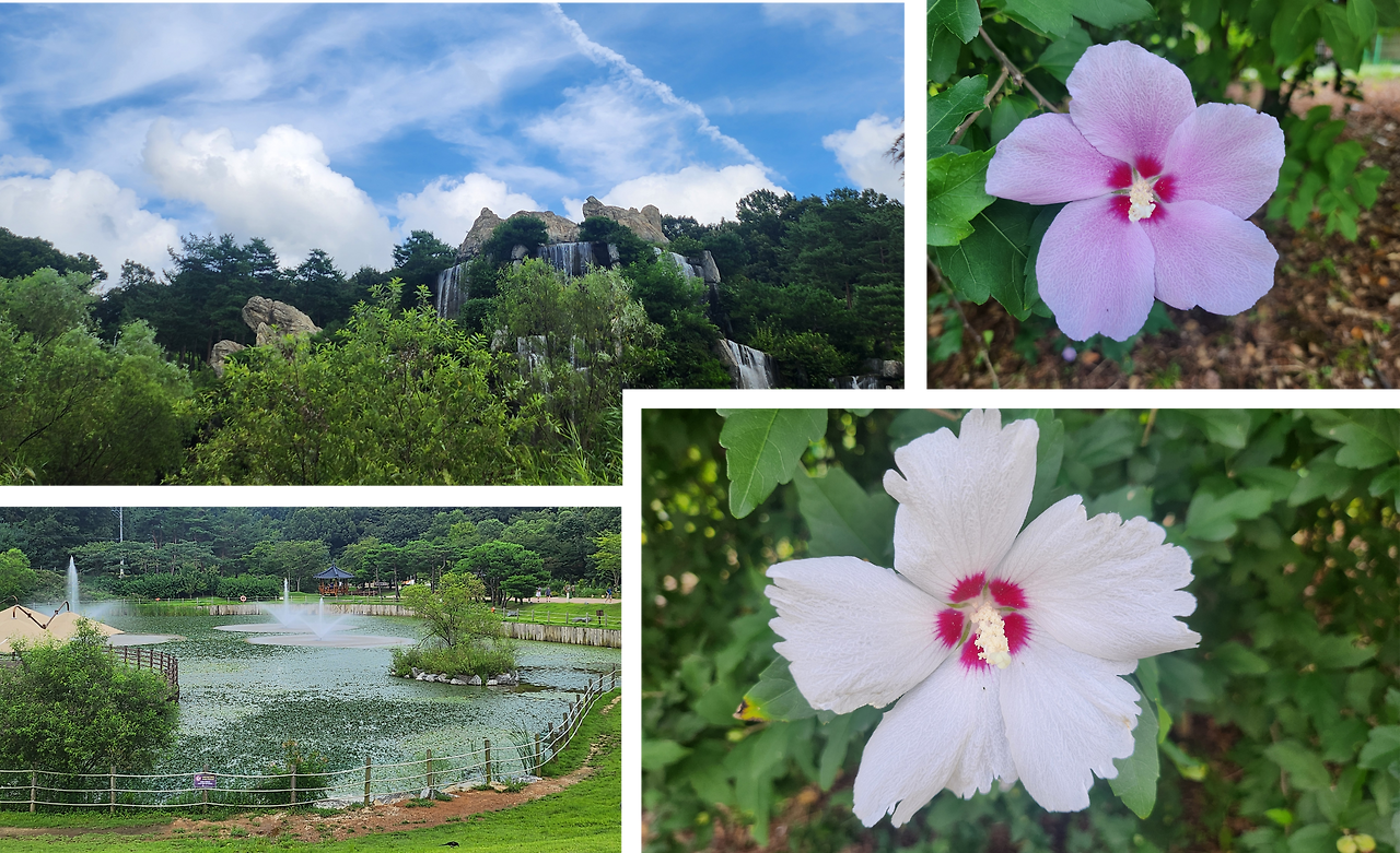 초막골 무궁화.png