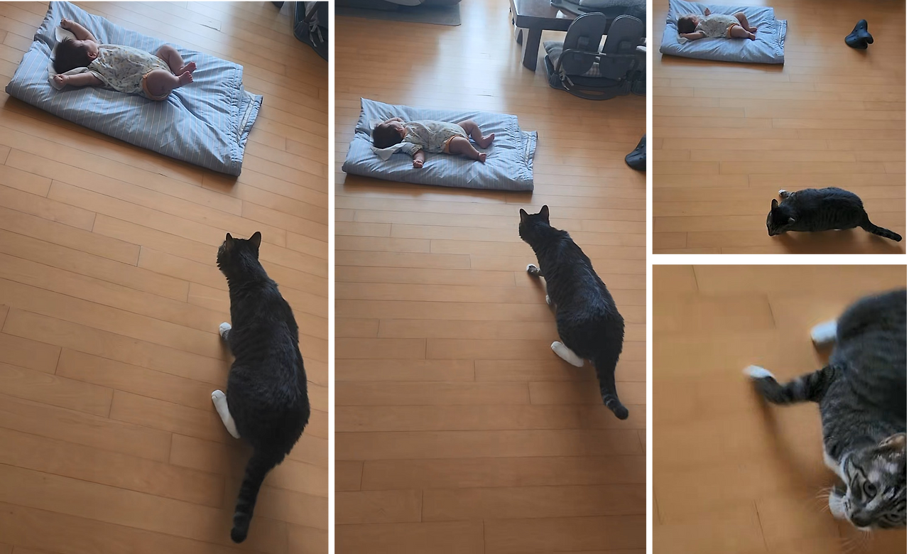 아가와 고양이(망고).png