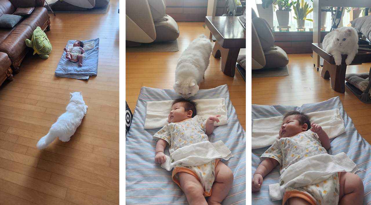 아가와 고양이.png